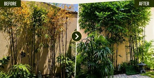 Before and after: overgrown yellow bamboo transformed into a lush green privacy screen