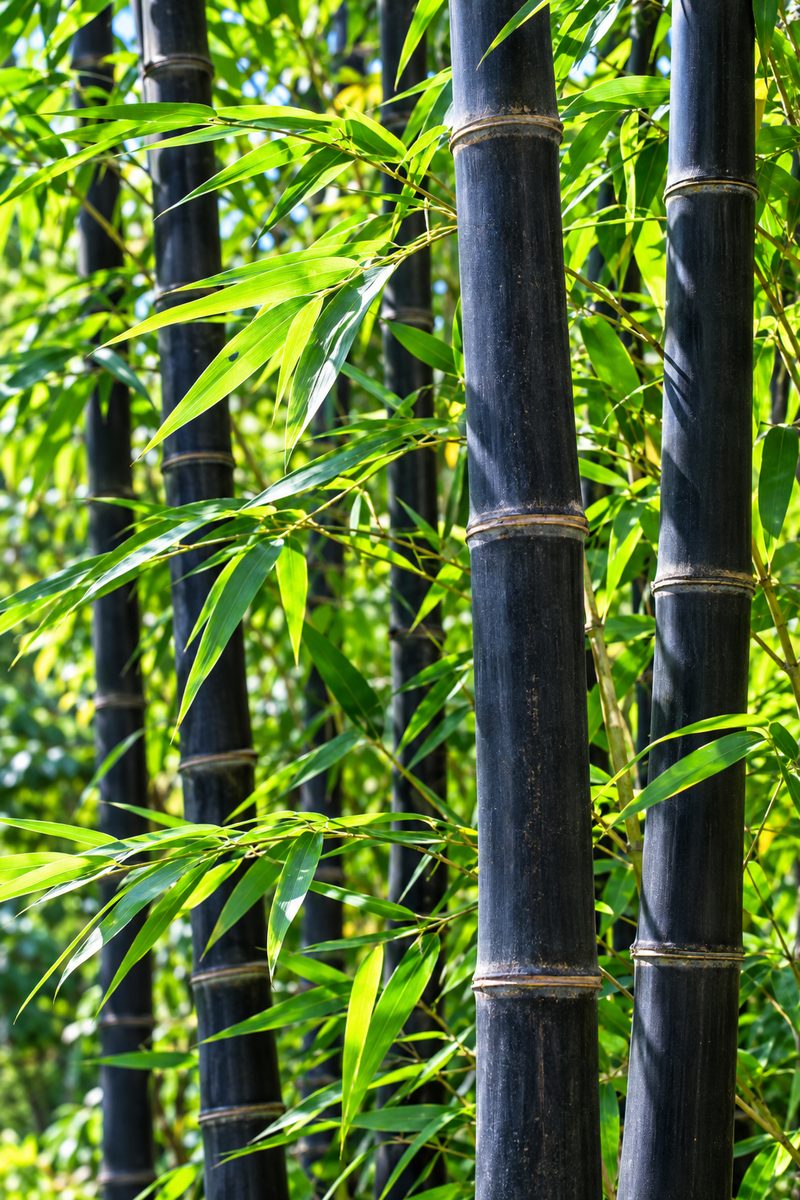 Black Bamboo with dark charcoal canes