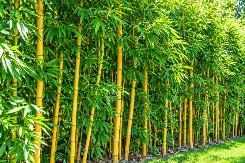 Golden Bamboo with yellow-gold stalks