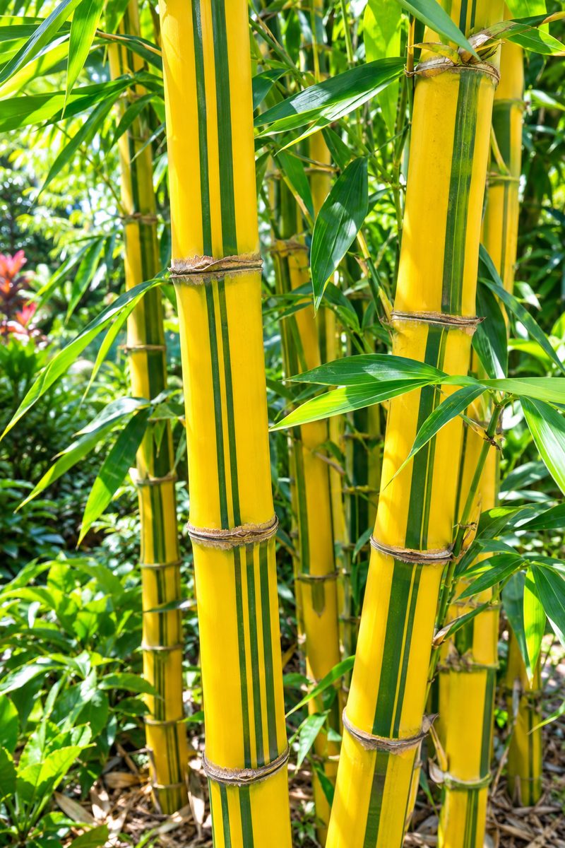Asian Lemon Bamboo with yellow canes and green stripes