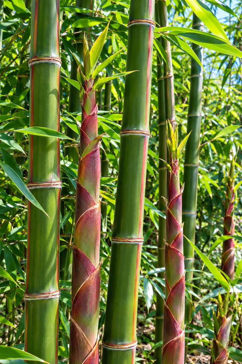 Red Margin Bamboo with green canes and reddish sheaths